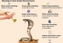 2540 dream about snake in islam what it represents 220x150 - Dream About Dead Snake Islam – Causes and Interpretations