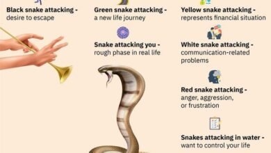 Dream About Snake In Islam – What It Represents