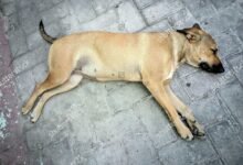 2570 dream about dead dog coming back to life causes and interpretations 220x150 - Dream About Dog Choking – Spiritual and Psychological Insights