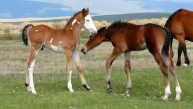 Dream About Baby Horse – Symbolism and Significance