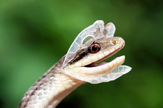25aff5 - Dream About Snake Shedding Skin – Hidden Messages and Insights