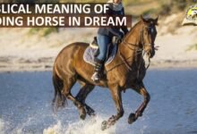 2601 dream about riding horse in islam symbolism and significance 220x150 - Dream About Horse In Water – Hidden Messages and Insights