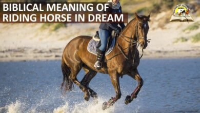 Dream About Riding Horse In Islam – Symbolism and Significance