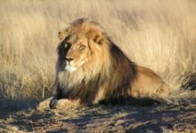 2672 dream about lion in backyard what it could indicate 220x150 - Dream About A Lion On The Loose – Understanding Its Implications