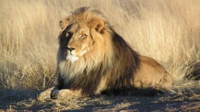 Dream About Lion In Backyard – What It Could Indicate