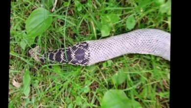 Dream About Snake Shedding Skin – Hidden Messages and Insights