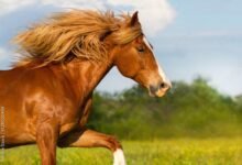 2711 dream about red horse what it could indicate 220x150 - Dream About Washing Horse – Analysis and Explanation