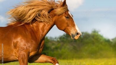 Dream About Red Horse – What It Could Indicate