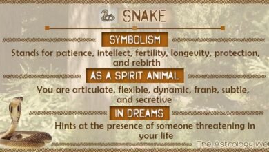 Dream About Snake Following You – Symbolism and Significance