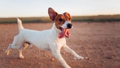 Dream About Dog Running After You – Spiritual and Psychological Insights