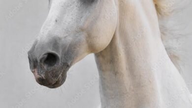 Dream About White Horse Swimming – Spiritual and Psychological Insights