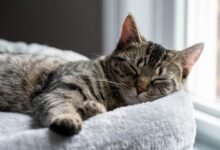 Dream About A Cat Sleeping On Me – Understanding Its Implications