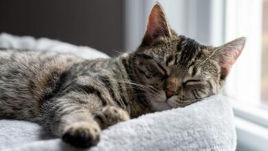 Dream About A Cat Sleeping On Me – Understanding Its Implications