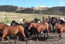 Dream About Horse Stampede – Understanding Its Implications