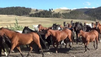 Dream About Horse Stampede – Understanding Its Implications