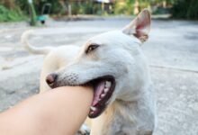 Dream About A Dog Biting My Hand – What It Represents