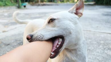 Dream About A Dog Biting My Hand – What It Represents