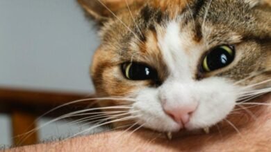 Dream About Cat Biting U – Decoding the Message