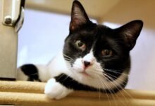 Dream About Black And White Cat – Decoding the Message