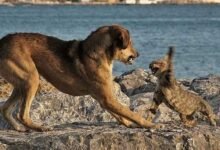 Dream About Dog Attacking Cat – Spiritual and Psychological Insights