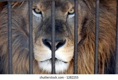 282255 - Dream About Lion In A Cage – Understanding Its Implications