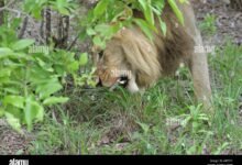 Dreaming About Lion Eating Grass – Decoding the Message