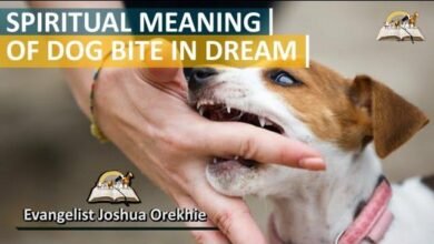 Dream About Dog Bite Meaning – Understanding Its Implications