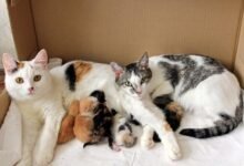 Dream About Cat Giving Birth In Islam – Understanding Its Implications