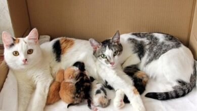 Dream About Cat Giving Birth In Islam – Understanding Its Implications