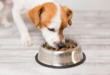 Dream About Dog Eating My Food – Decoding the Message