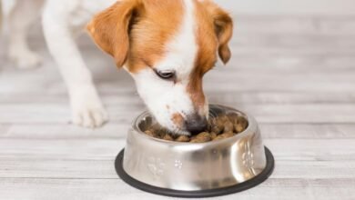 Dream About Dog Eating My Food – Decoding the Message