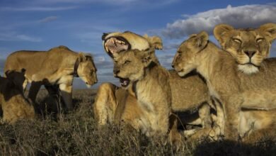 Dream About Lions Eating People – Decoding the Message
