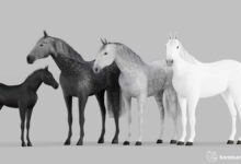2904 dream about gray horse exploring the meaning 220x150 - Dream About Injured Horse – What It Could Indicate