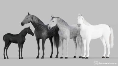 Dream About Gray Horse – Exploring the Meaning