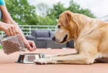 2934 dream about feeding a dog causes and interpretations 220x150 - Dream About Dog Fleas – What It Could Indicate