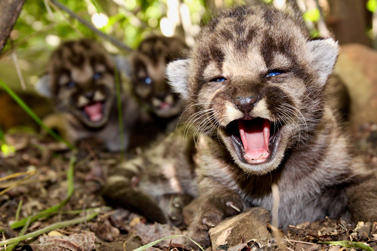 2987 o - Dream About Mountain Lion Cubs – Symbolism and Significance