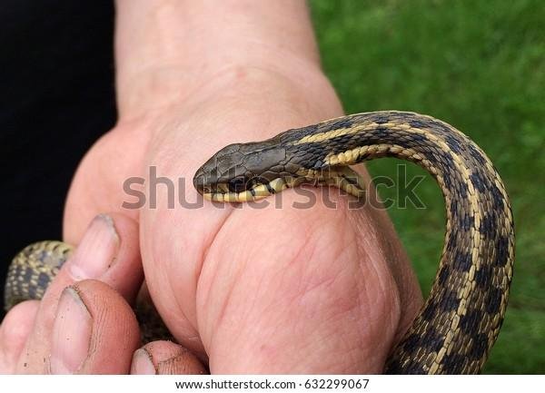 299067 - Dream About Snake Biting My Hand – Hidden Messages and Insights