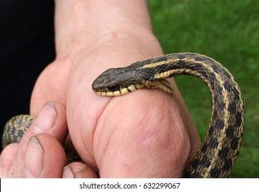 299067.jpg670b8687369cd - Dream About Snake Biting Hand – Hidden Messages and Insights