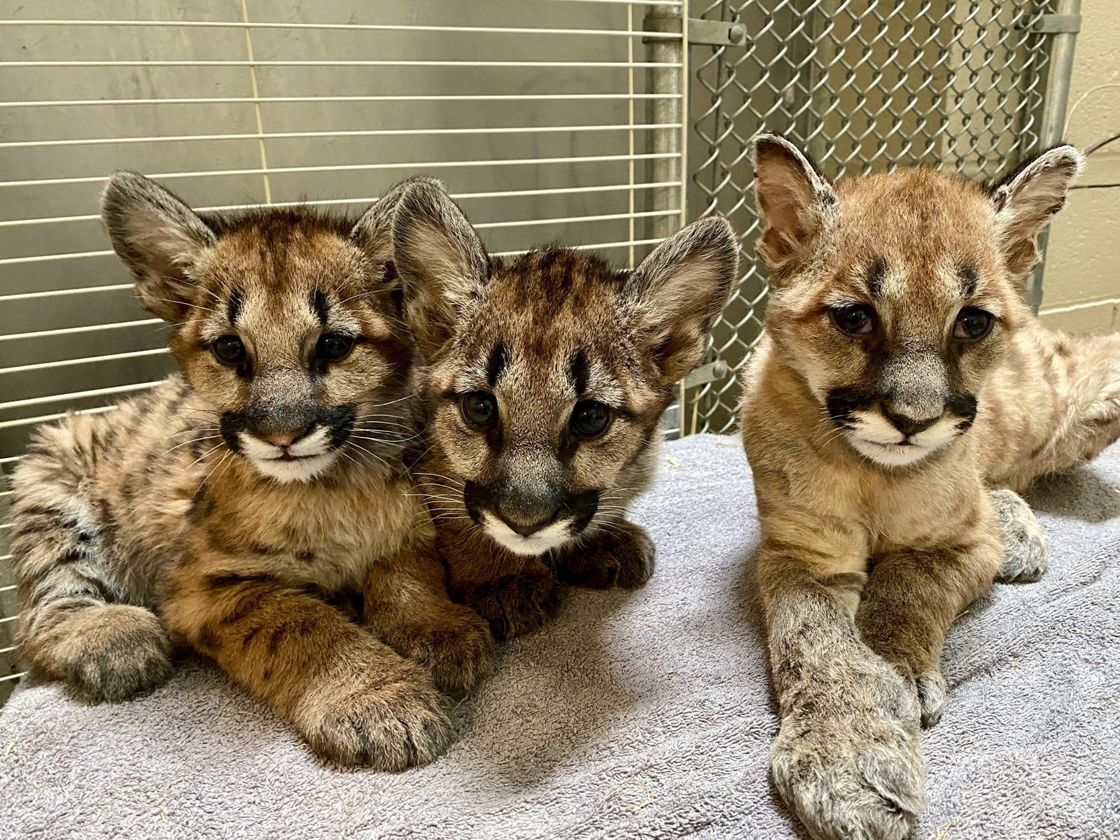 2 copy - Dream About Mountain Lion Cubs – Symbolism and Significance