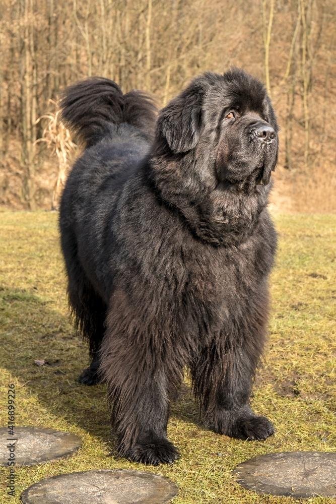 2iR8GI - Dream About Big Black Dog Islam – Symbolism and Significance