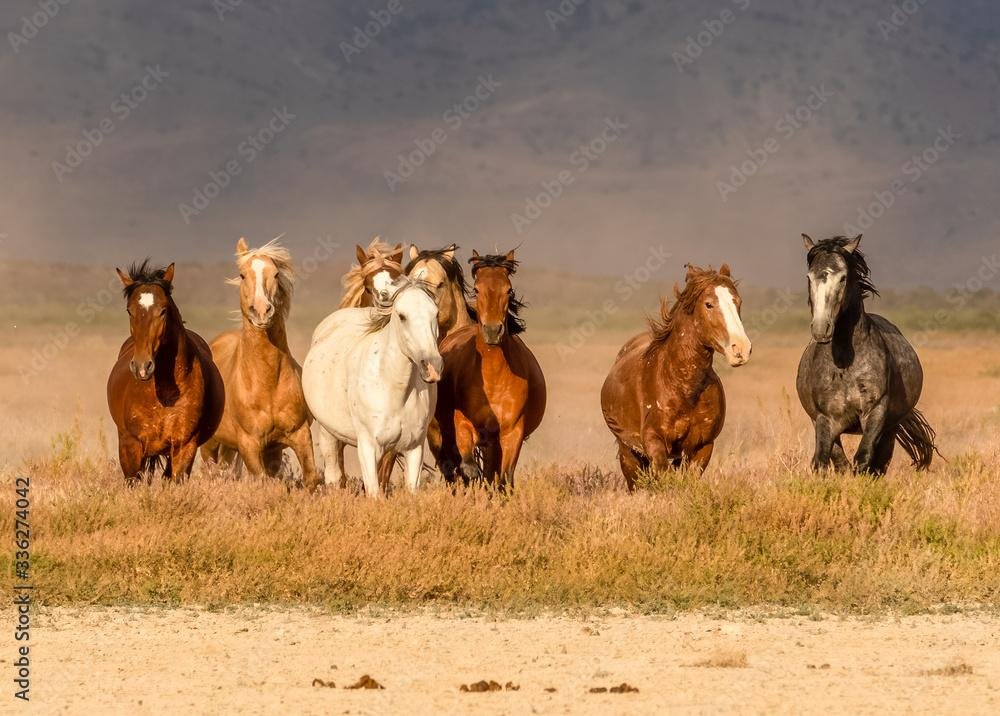 2oX9JR - Dream About Wild Horses – Symbolism and Significance