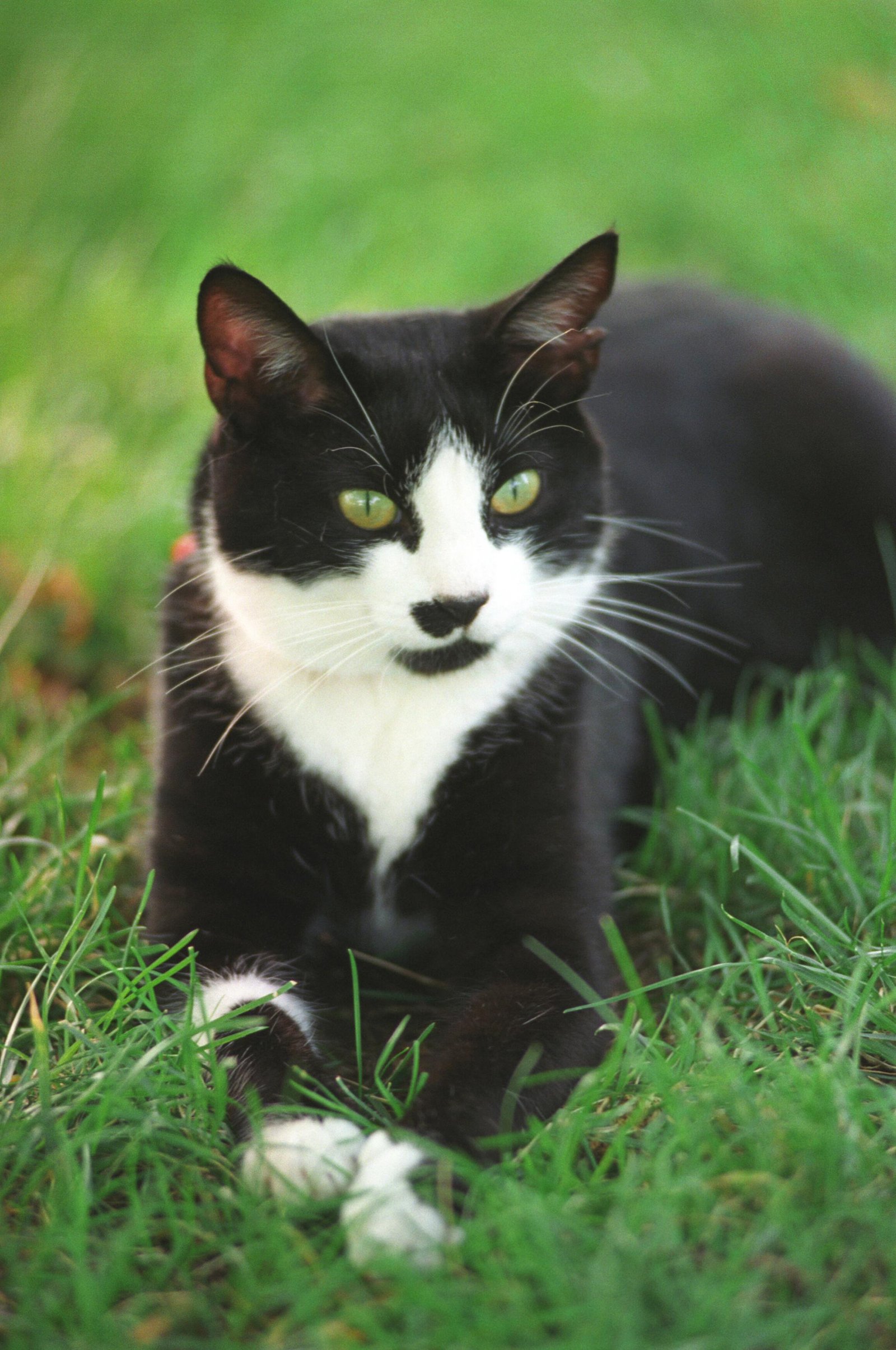 3 2529 - Dream About Black And White Cat – Decoding the Message