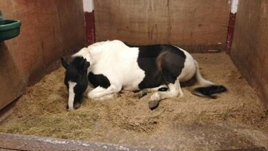 Dream About Sleeping Horse – What It Represents