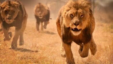 Dream About Loose Lion – Understanding Its Implications