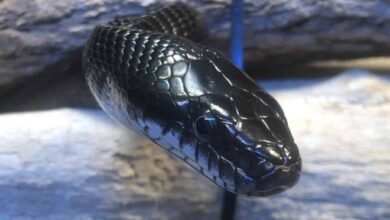 Dream About 2 Black Snakes – What It Could Indicate