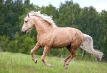 3027 dream about palomino horse analysis and explanation 220x150 - Dream About Riding A Horse Fast – Hidden Messages and Insights