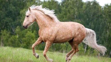 Dream About Palomino Horse – Analysis and Explanation