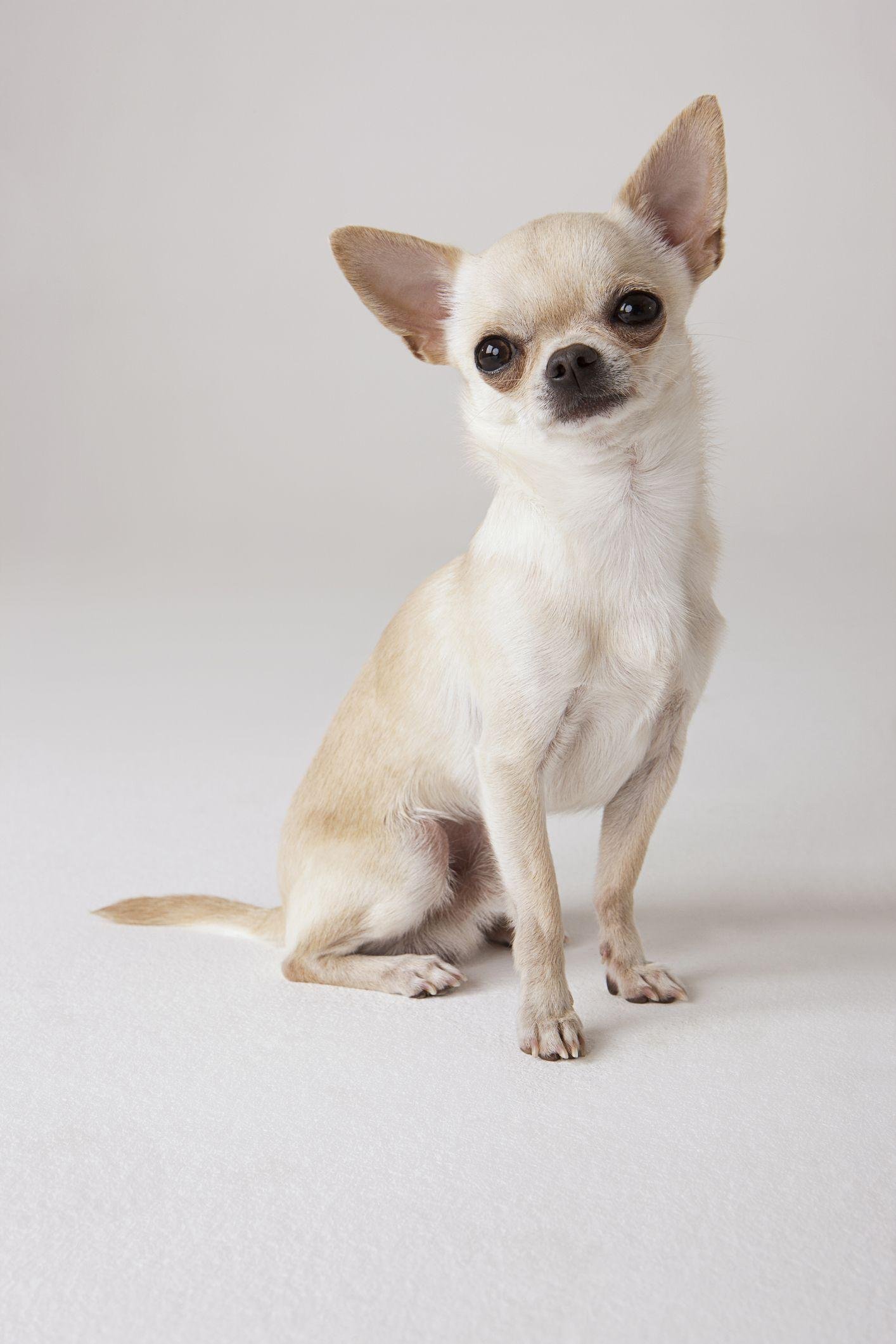 306184 - Dream About Small Dog – Spiritual and Psychological Insights