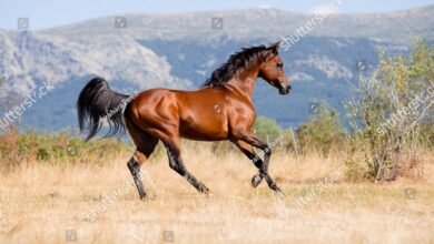 Dream About A Light Brown Horse – Symbolism and Significance