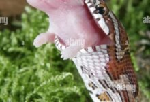 3104 dream about snake eating a baby symbolism and significance 220x150 - Dream About Snake Headless – Symbolism and Significance